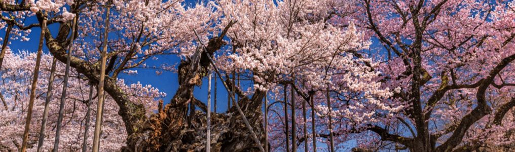 東京都調布市 神代植物公園 桜