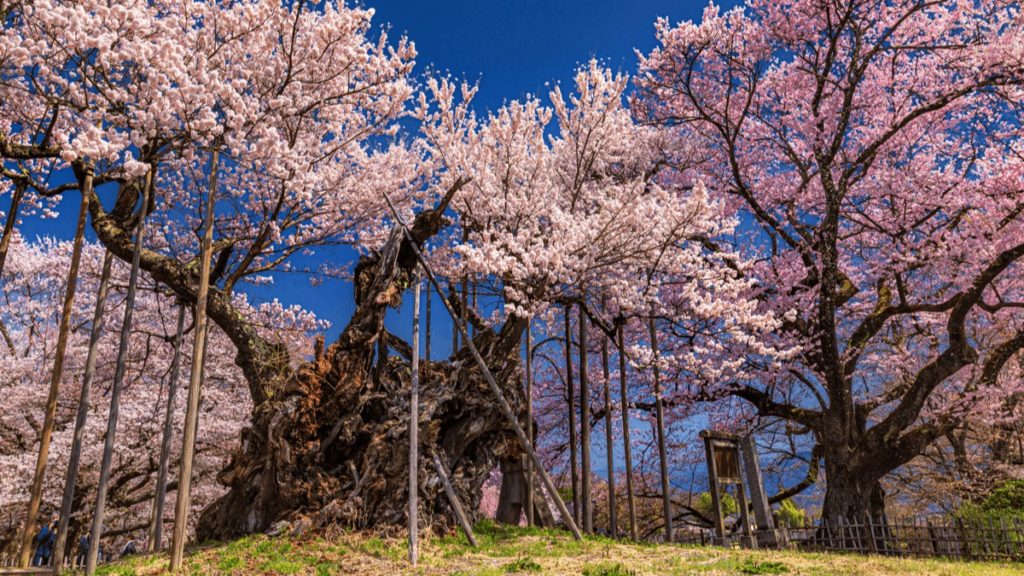 東京都調布市 神代植物公園 桜